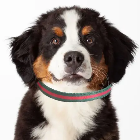 Pet Collar – collar suit 1.5 × 35CM