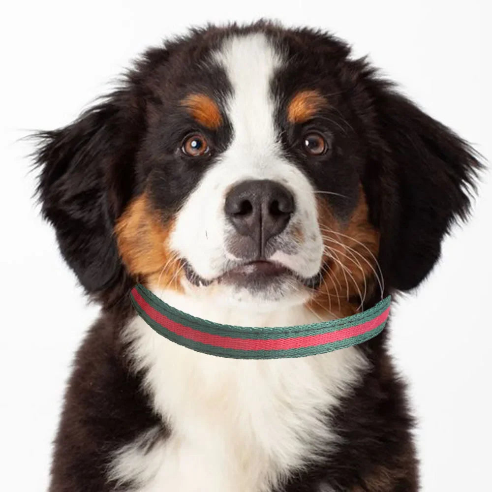 new pet collar red and green webbing dog collar metal buckle dog collar